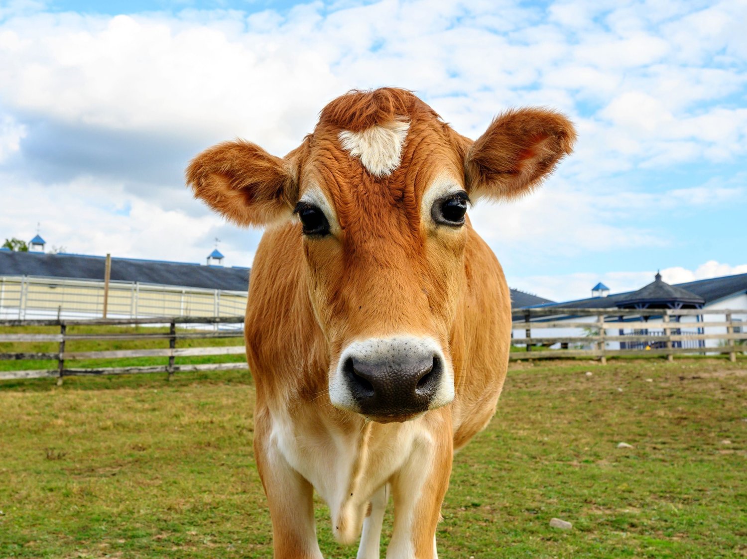 Crouton the steer Crouton the steer